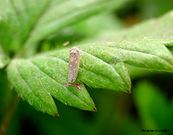 Psammotettix sp.