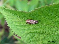 Cicadellidae - Selenocephalus obsoletus