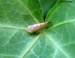 Cicadellidae - Synophropsis lauri