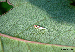 Zygina lunaris