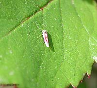 Zygina lunaris