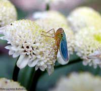 Cicadella Viridis