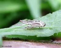 esuvia di cicadella viridis