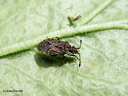 Bathysolen nubilus