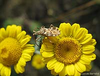 Centrocoris variegatus