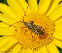 Centrocoris variegatus