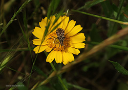 Centrocoris variegatus