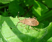 Ceraleptus lividus