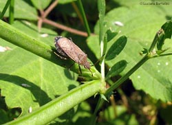 Ceraleptus lividus