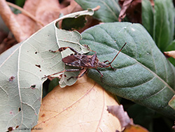 Leptoglossus occidentalis, la cimice delle conifere