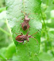 Coreidae sp.