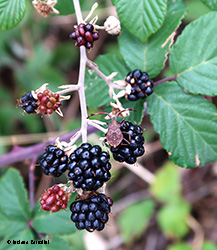 Coreidae ninfa su frutti di mora