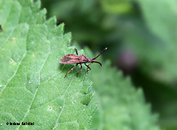 Coriomeris denticulatus