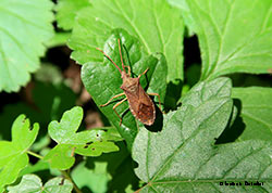 Gonocerus acuteangulatus