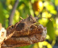 Gonocerus acuteangulatus