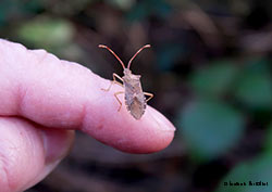 Gonocerus acuteangulatus posato su un dito