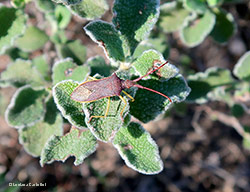Gonocerus insidiator