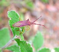 Gonocerus insidiator