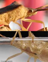 stiletto Gonocerus acuteangulatus