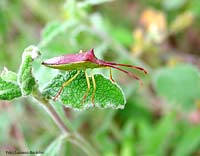 Gonocerus insidiator