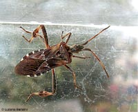 Leptoglossus occidentalis