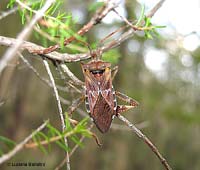 Leptoglossus occidentalis
