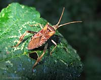 Leptoglossus occidentalis, la cimice delle conifere