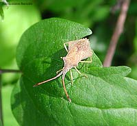 Syromastes rhombeus