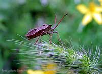 Coreus Marginatus