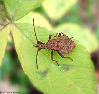 Coreidae sp. ninfa