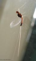 Baetidae sp