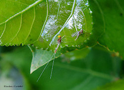 Baetis fuscatus