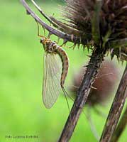 Ephemera vulgata