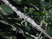 neanidi e adulti di metcalfa pruinosa