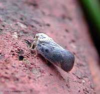 Metcalfa pruinosa Metcalfa pruinosa