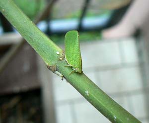 Acanalonia conica