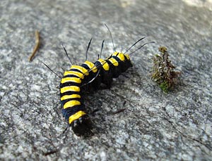 larva di  Acronicta alni 