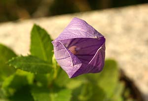 Campanula schiusa