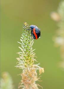 Chrysomelidae