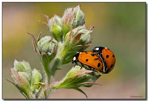 coccinelle in accoppiamento