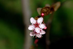 Primi fiori