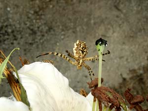 Ragno Argiope