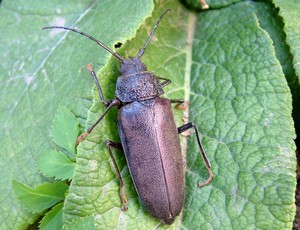 Ergates faber - Cerambycidae