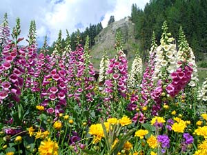 Bellissime piante di Digitale