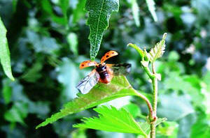Coccinella che spicca il volo