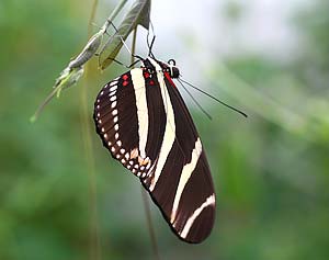 Heliconius charitonius