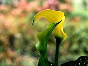 Composizione floreale