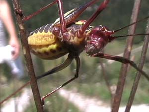 Ortottero Barbitistes sp.