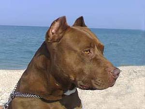 Igor