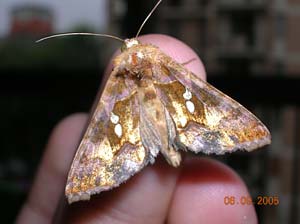 Falena